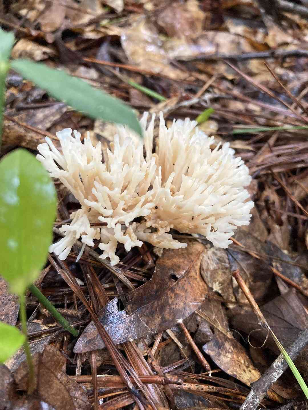 Tremellodendron schweinitzii