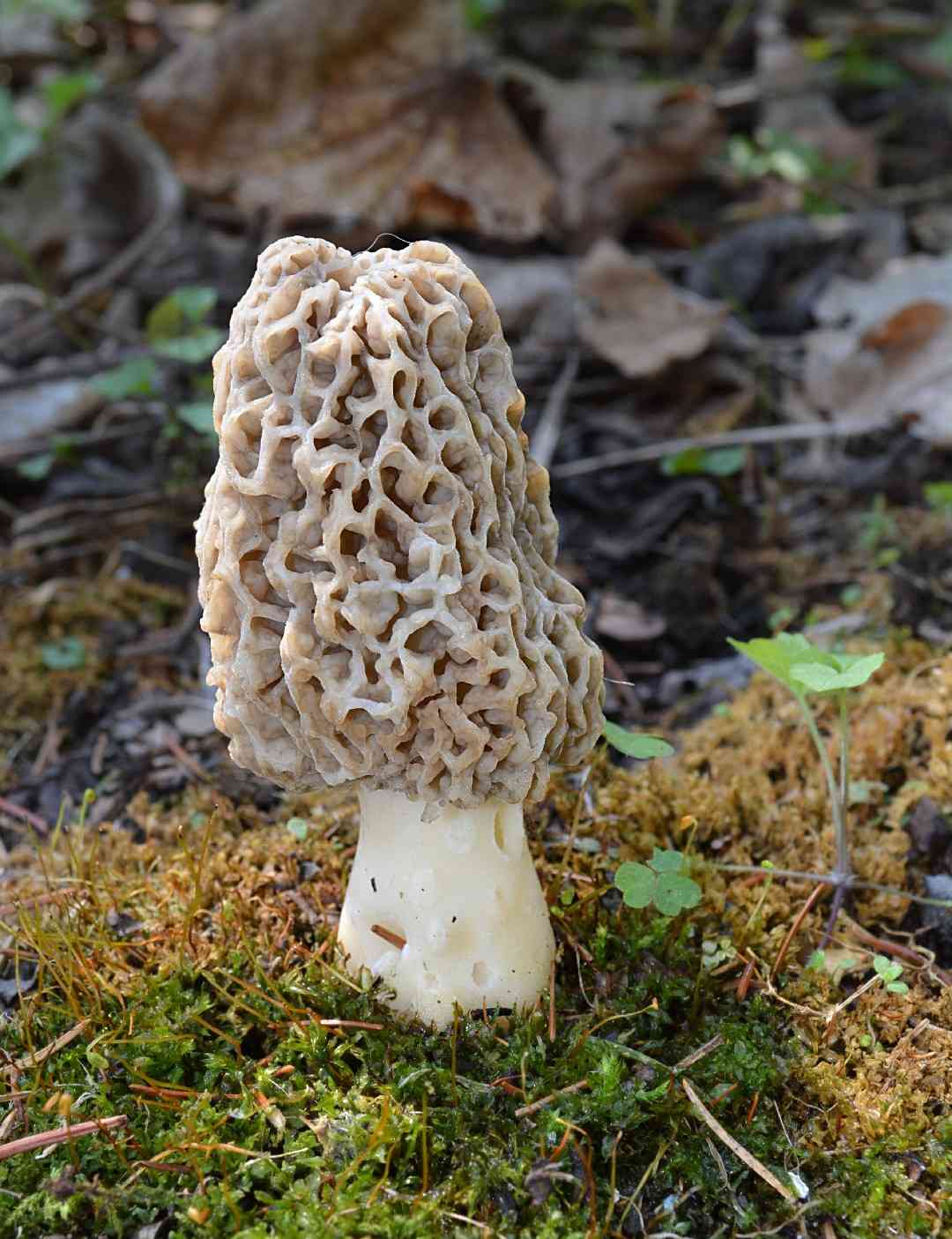 White morel