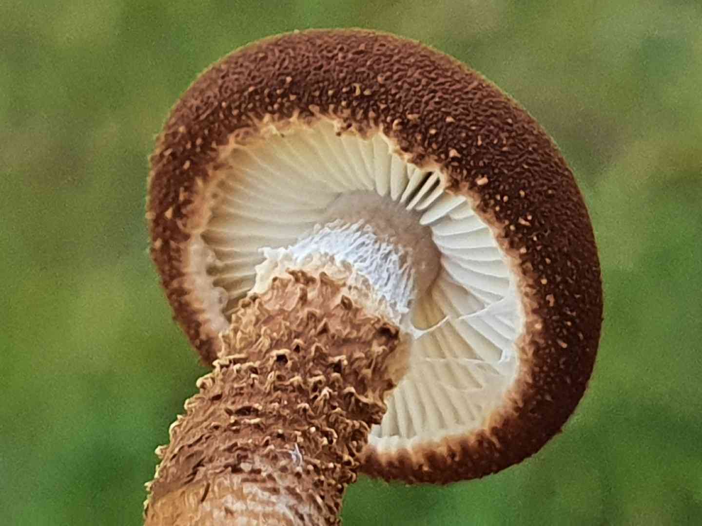 Cystodermella granulosa (Cystodermella granulosa) thumbnail 2