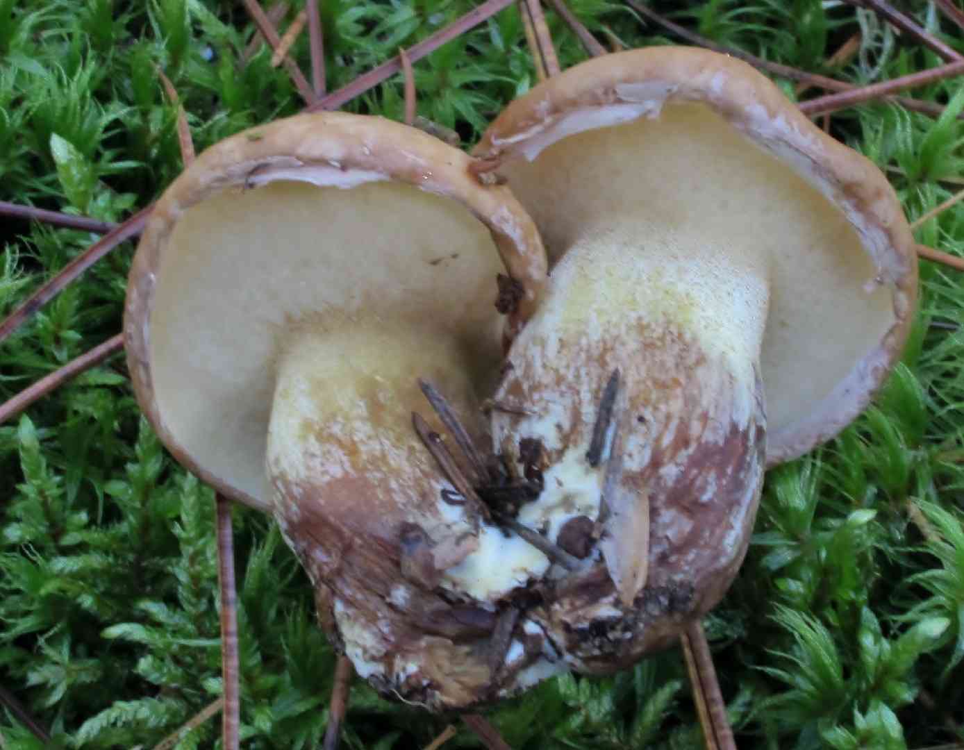 Suillus glandulosipes (Suillus glandulosipes) thumbnail 1