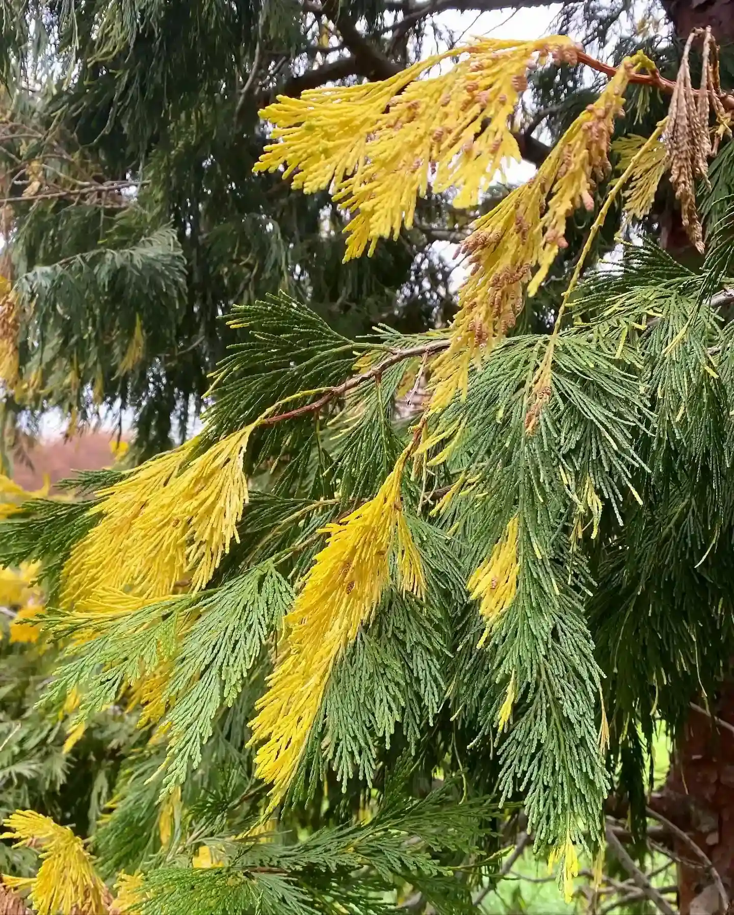 Incense cedar
