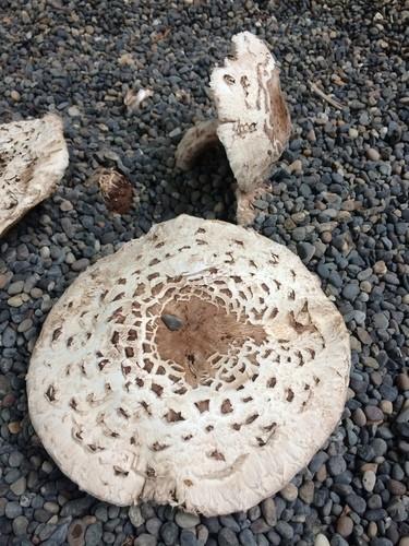 Shaggy parasol thumbnail 2