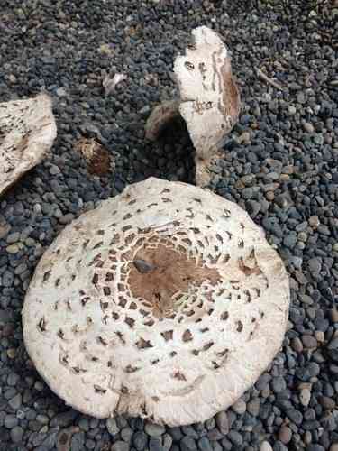 Shaggy parasol (Chlorophyllum brunneum) thumbnail 2