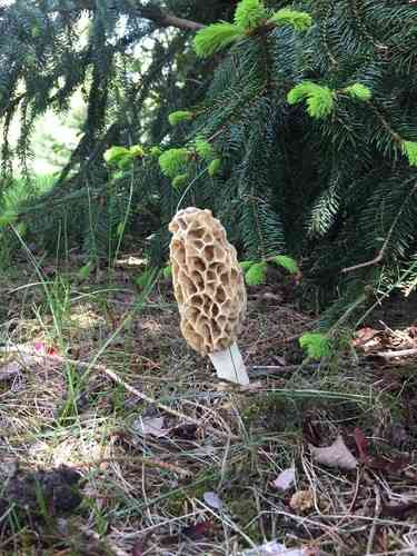 White morel (Morchella americana) thumbnail 2