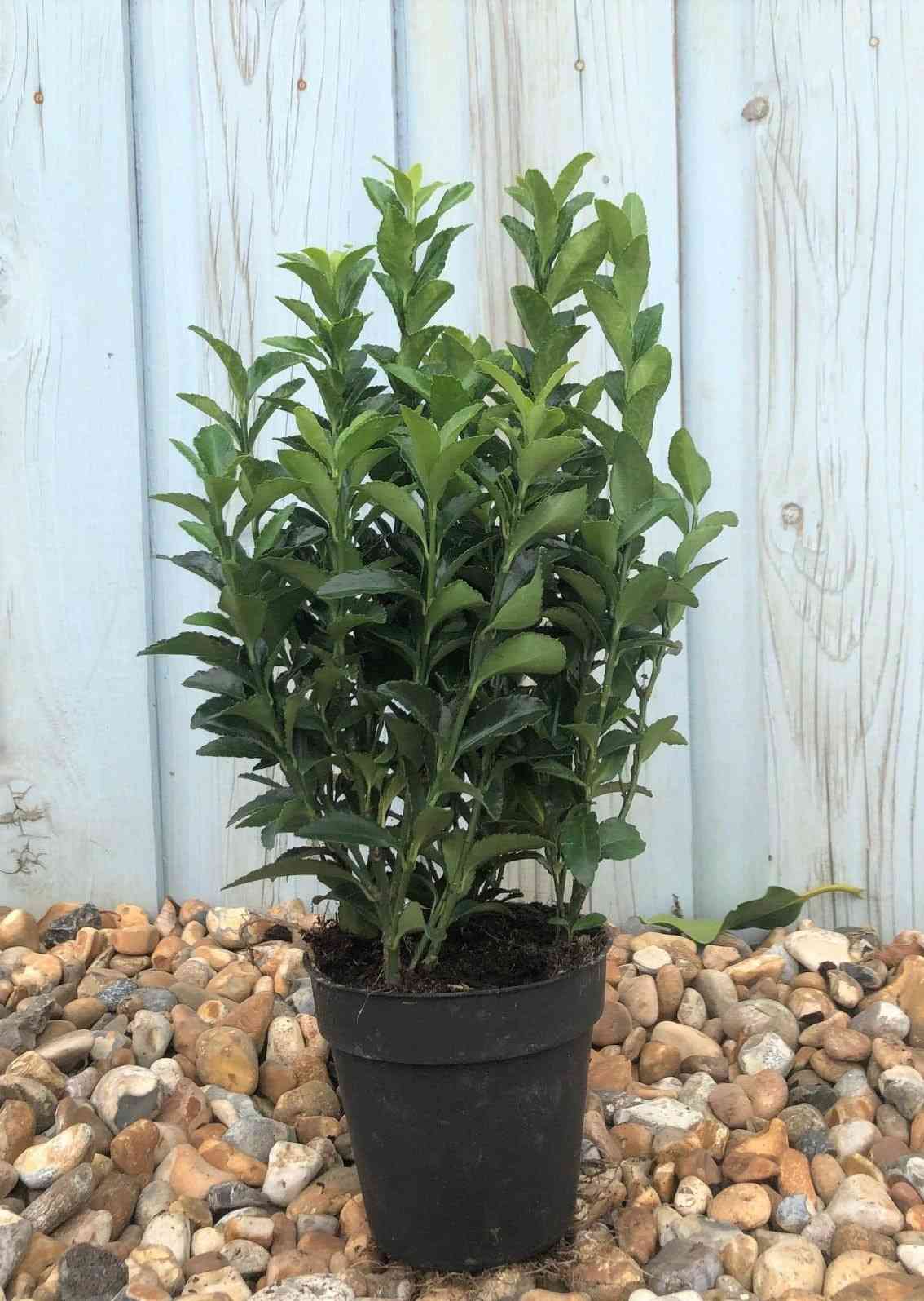 Evergreen spindle