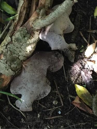 Wood ear thumbnail 3