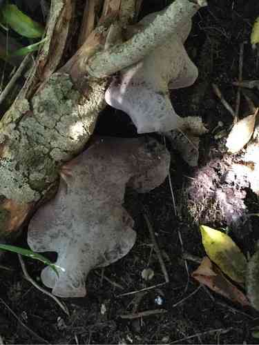 Wood ear (Auricularia cornea) thumbnail 3