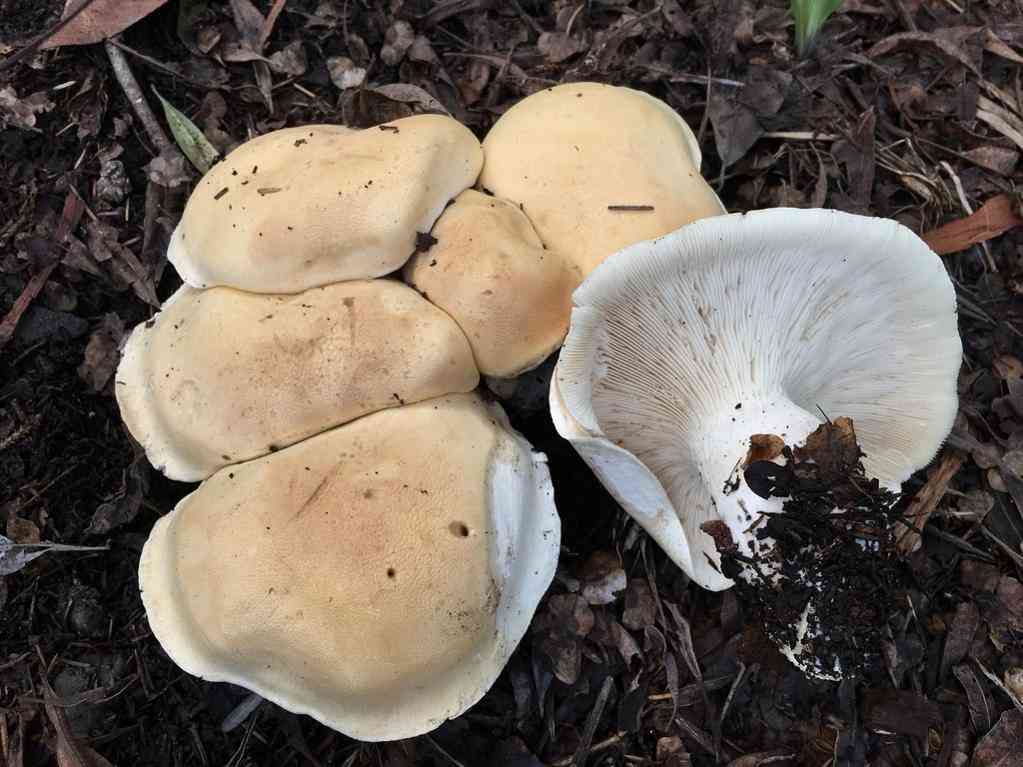 Large white Leucopaxallus (Leucopaxillus albissimus) thumbnail 1