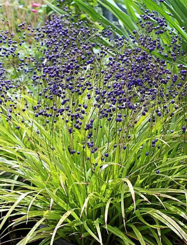 Flax lily