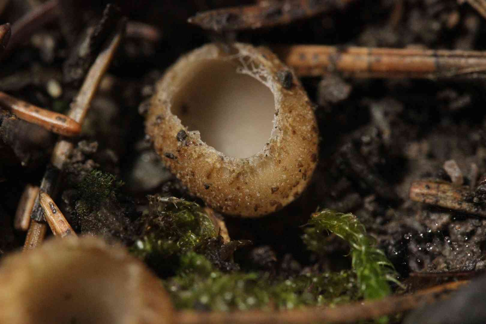 Toothed cup (Tarzetta cupularis) thumbnail 3