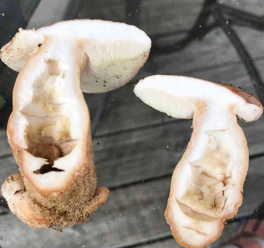 Gyroporus subalbellus (Gyroporus subalbellus) thumbnail 2