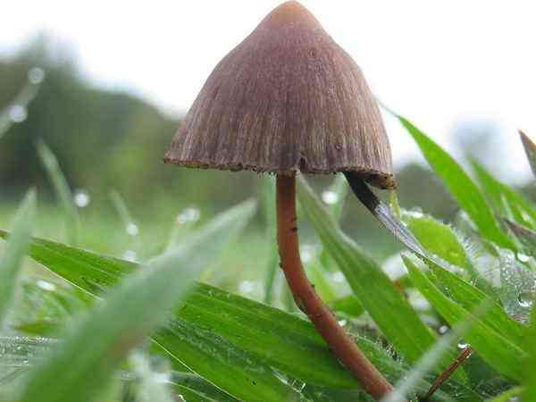 Mexican hallucinogenic mushroom (Psilocybe mexicana) thumbnail 2