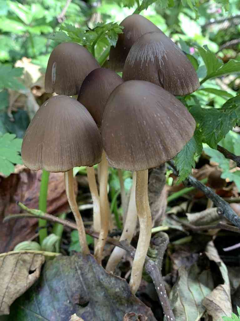 Red edge brittlestem (Psathyrella corrugis) thumbnail 3