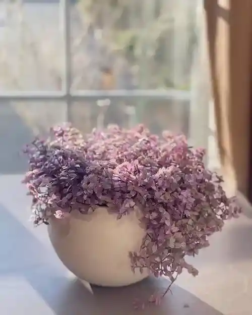 Turtle vine