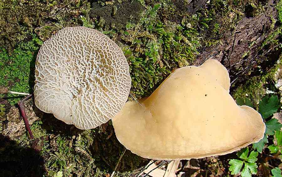Jelly ear (Auricularia delicata) thumbnail 1