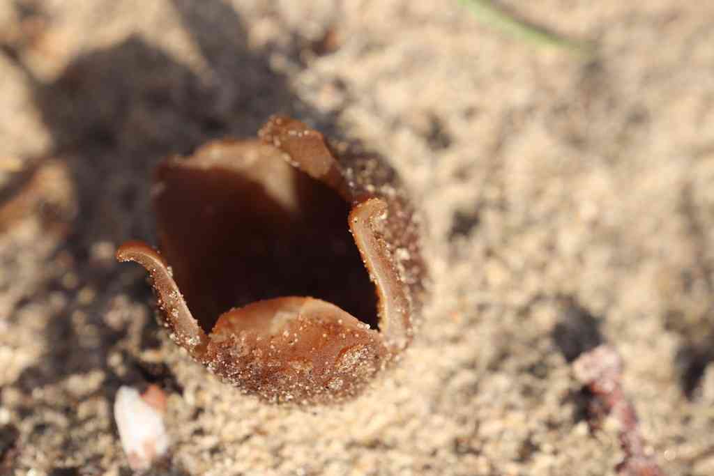 Dune cup
