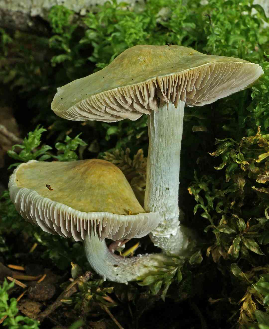 Blue roundhead (Stropharia caerulea) thumbnail 3