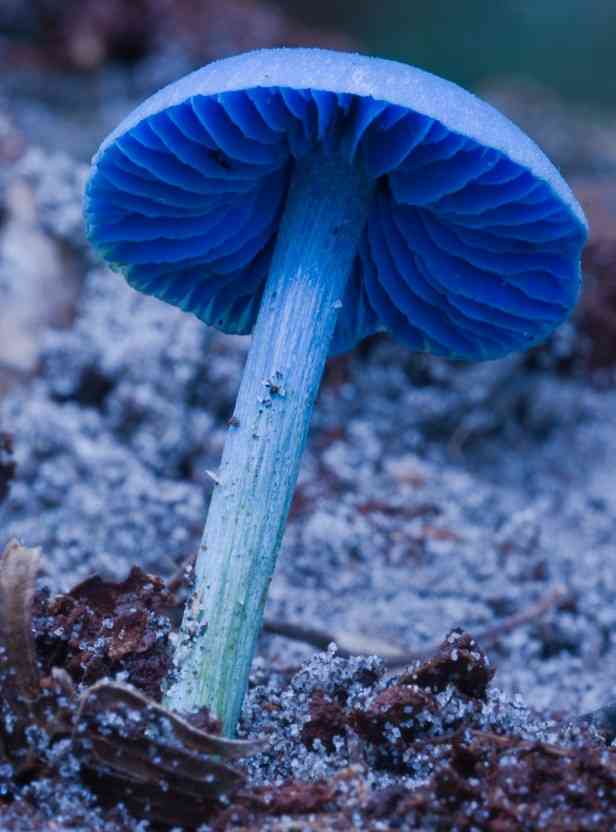 Entoloma virescens (Entoloma virescens) thumbnail 2