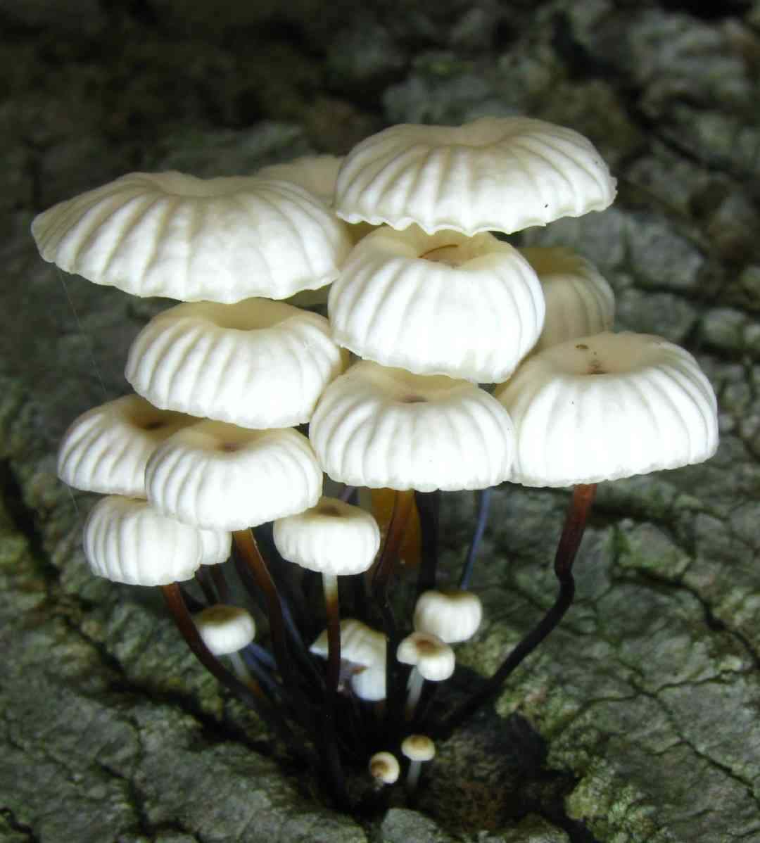 Pinwheel mushroom