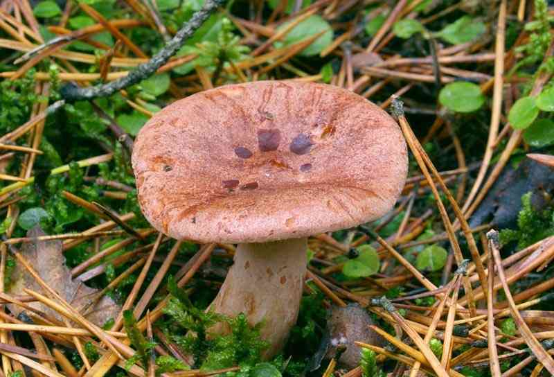 Fenugreek milkcap (Lactarius helvus) thumbnail 2
