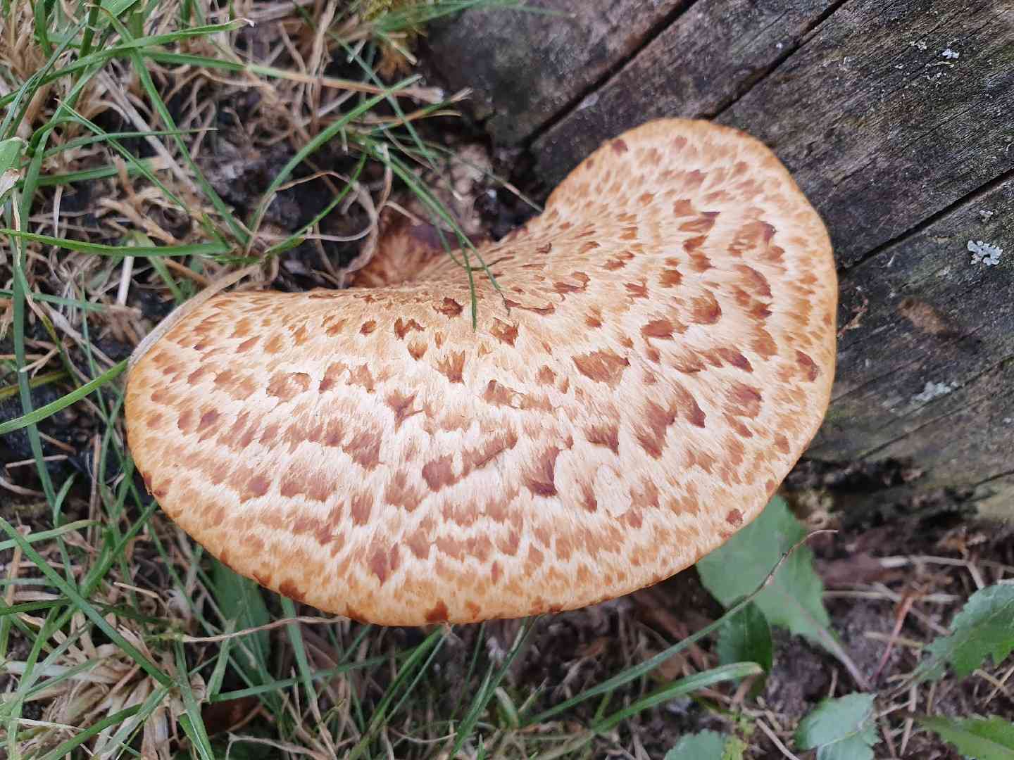 Dryad's saddle (Cerioporus squamosus) thumbnail 3