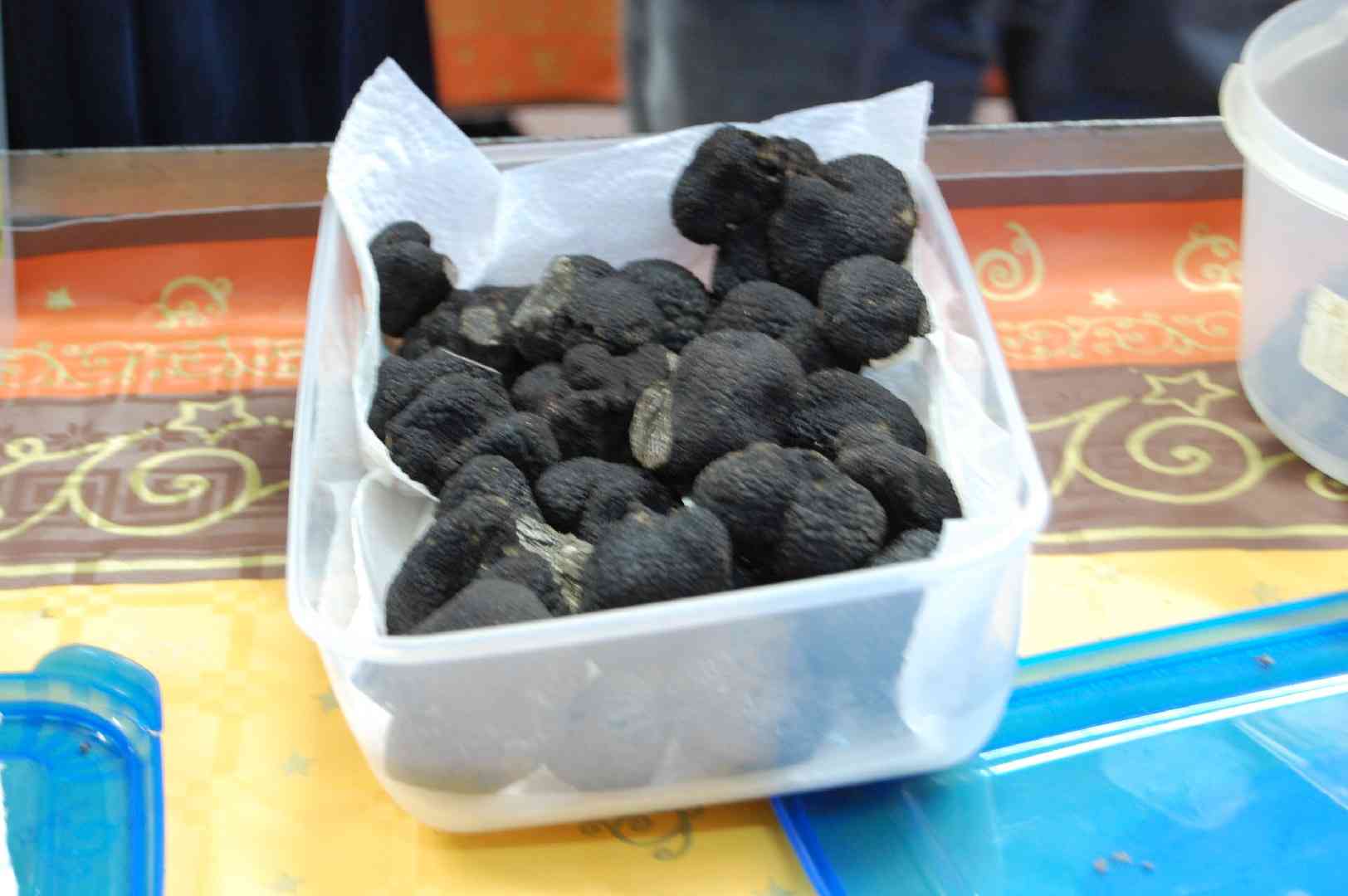 Bagnoli truffle (Tuber mesentericum) thumbnail 3
