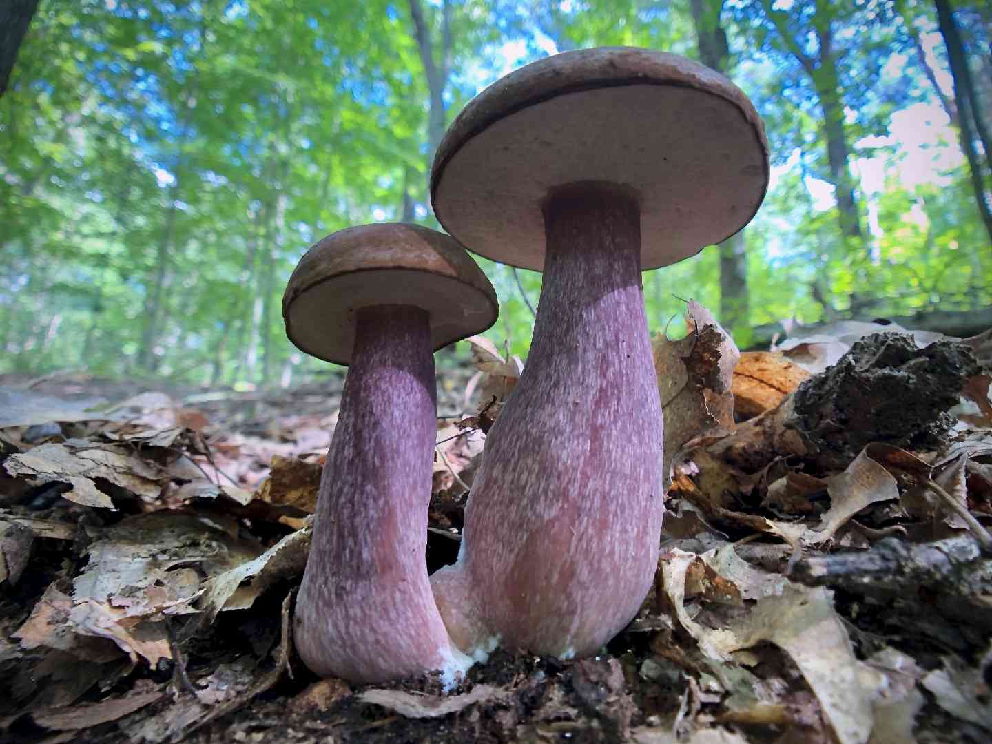 Violet-grey bolete (Tylopilus plumbeoviolaceus) thumbnail 1