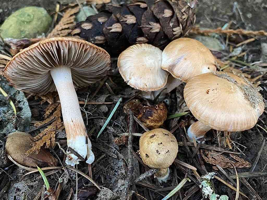 Blushing fibrecap (Inocybe whitei) thumbnail 3