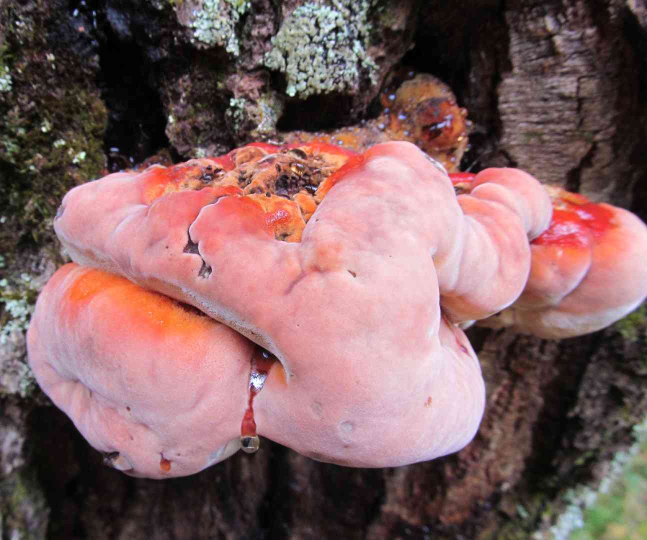 Inonotus quercustris (Inonotus quercustris) thumbnail 2