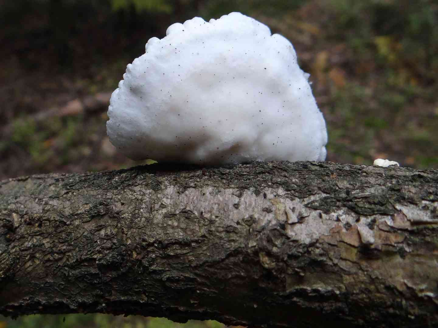 White cheese polypore (Tyromyces chioneus) thumbnail 3