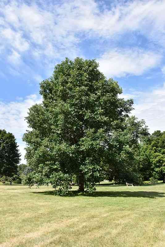 Swamp white oak