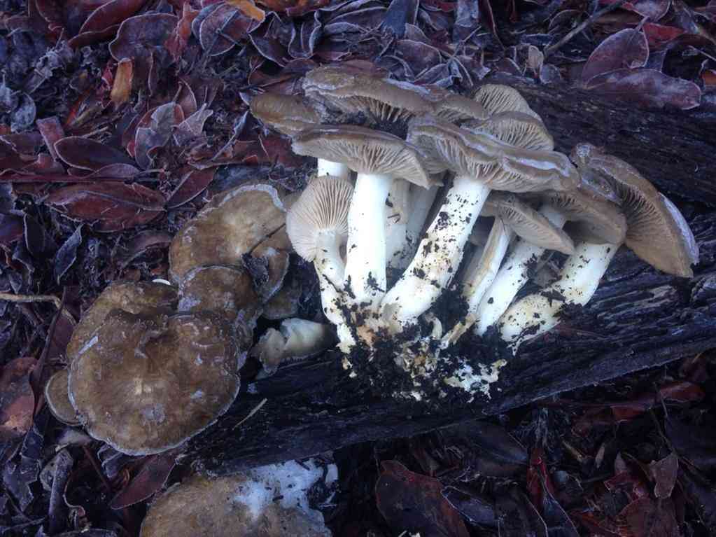 Fried chicken mushroom (Lyophyllum decastes) thumbnail 3