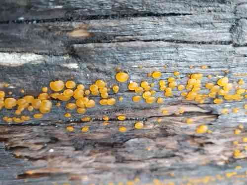 Common jelly spot (Dacrymyces stillatus) thumbnail 3