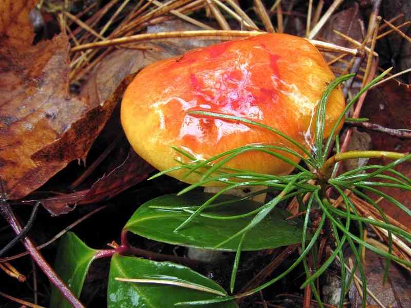 Larch waxy cap (Hygrophorus speciosus) thumbnail 2