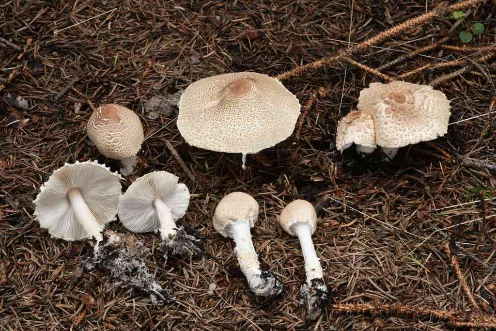 Shield dapperling (Lepiota clypeolaria) thumbnail 1