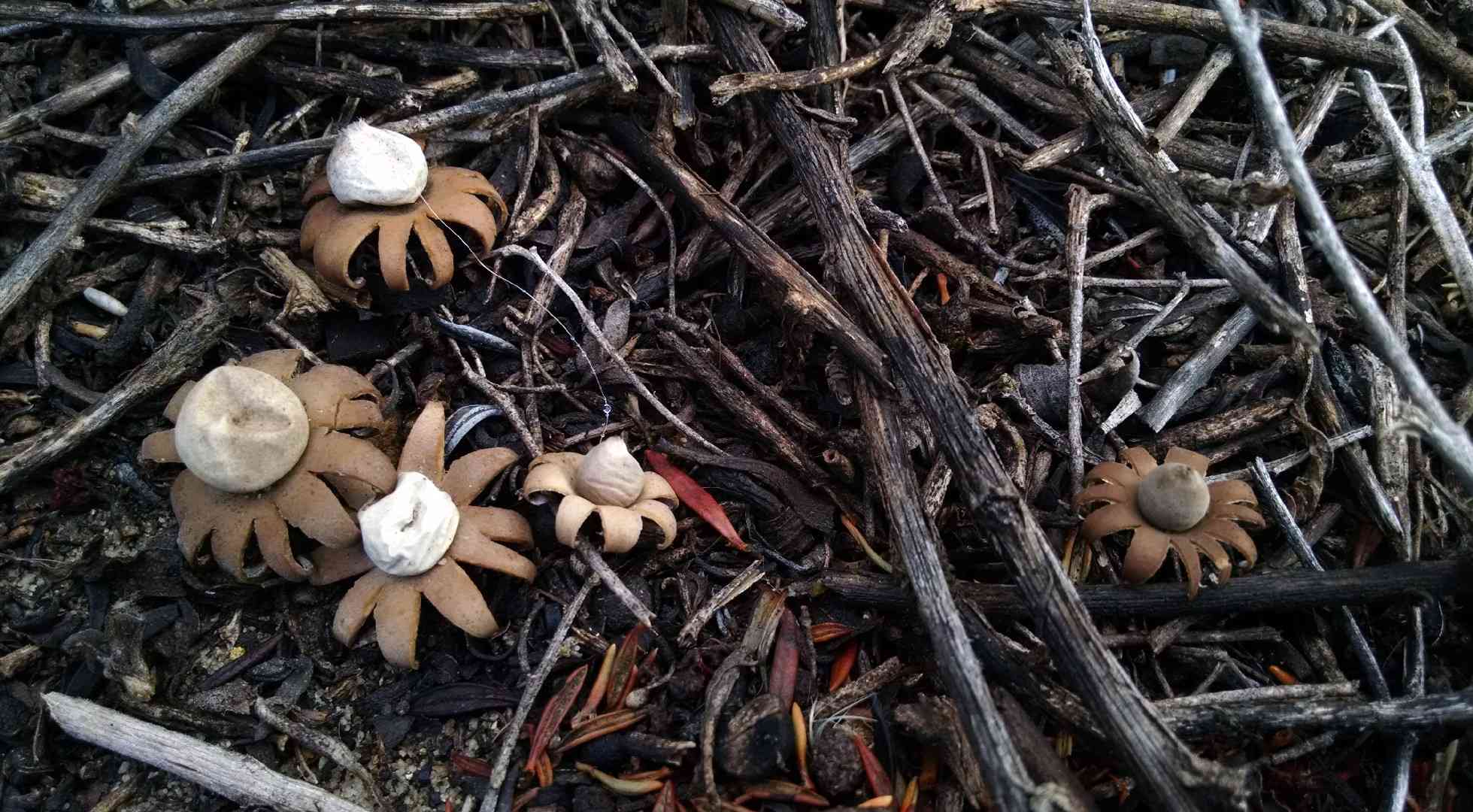 Daisy earthstar (Geastrum floriforme) thumbnail 1