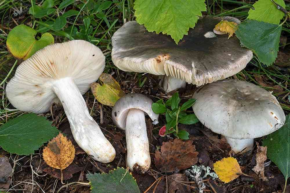 Russula atroglauca (Russula atroglauca) thumbnail 2