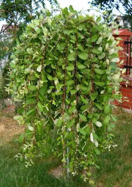 Goat willow