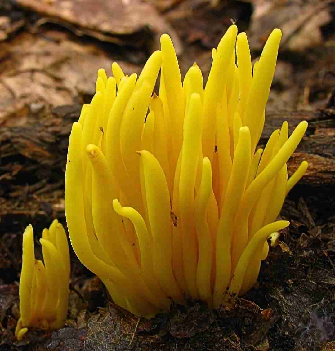 Golden spindles (Clavulinopsis fusiformis)