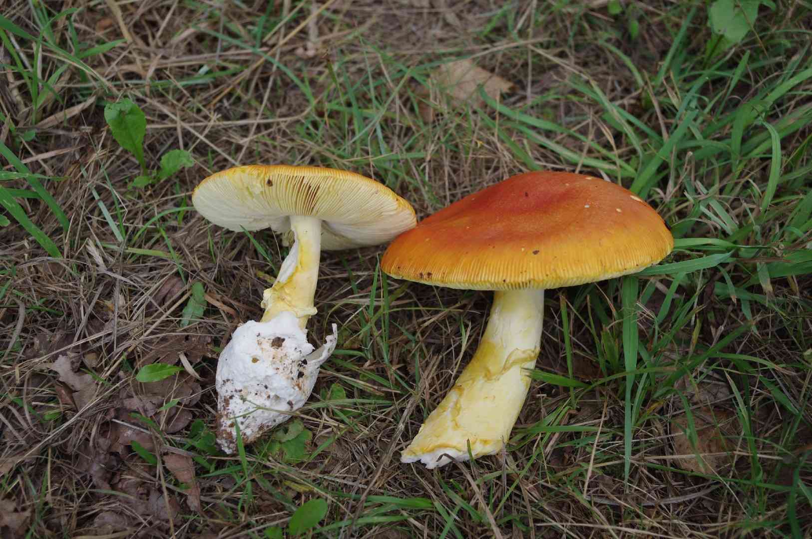 Caesar's mushroom (Amanita caesarea) thumbnail 3