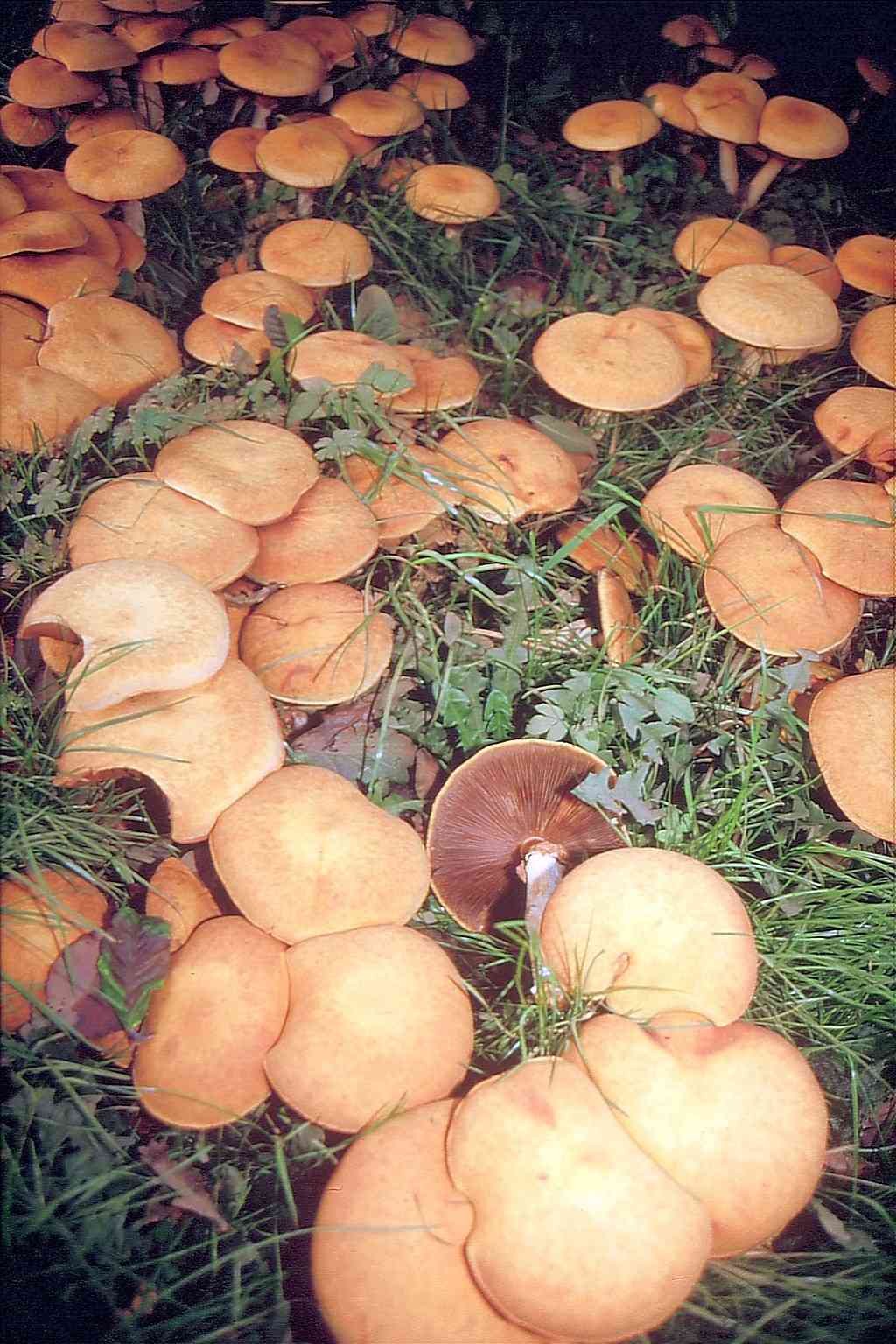 Golden bootleg (Phaeolepiota aurea) thumbnail 3