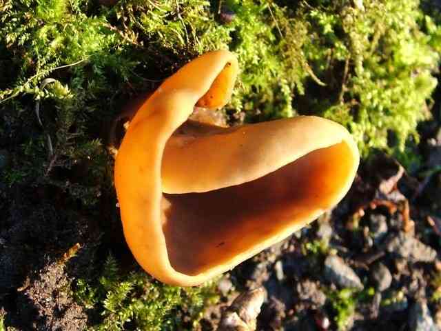 Hare's ear (Otidea onotica) thumbnail 3
