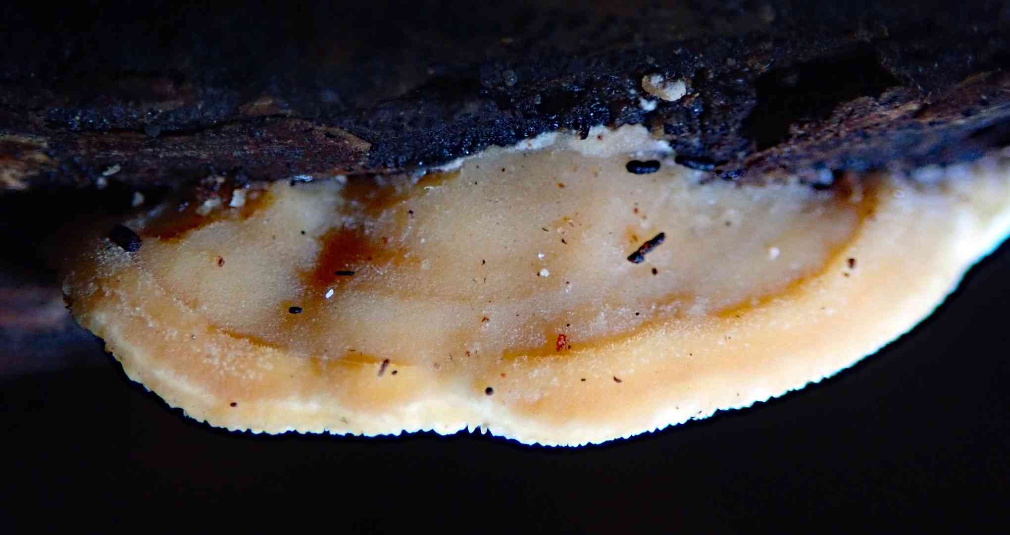 Steccherinum rawakense (Steccherinum rawakense) thumbnail 2