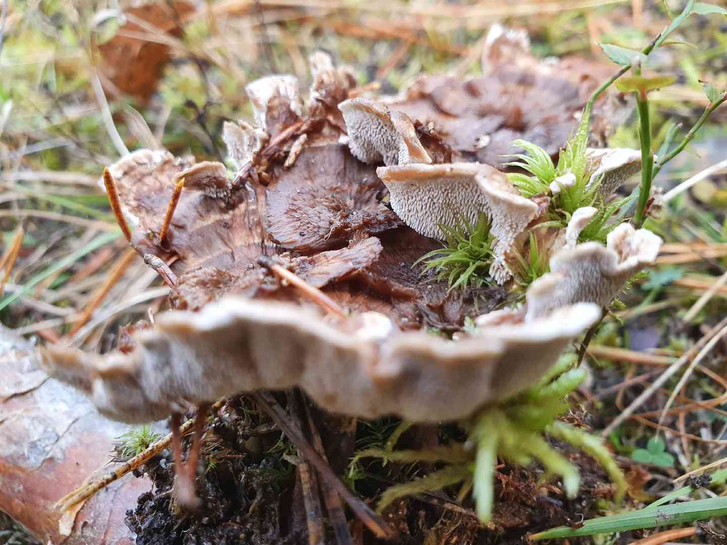 Wooly tooth (Phellodon tomentosus) thumbnail 3
