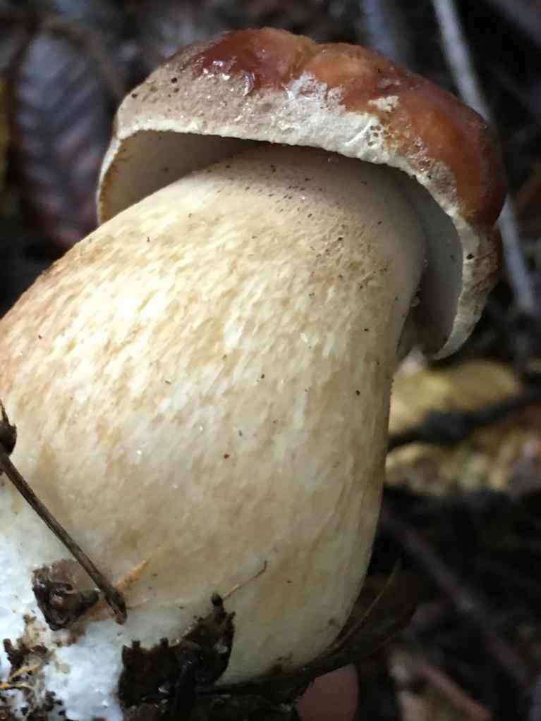 King bolete (Boletus edulis) thumbnail 3