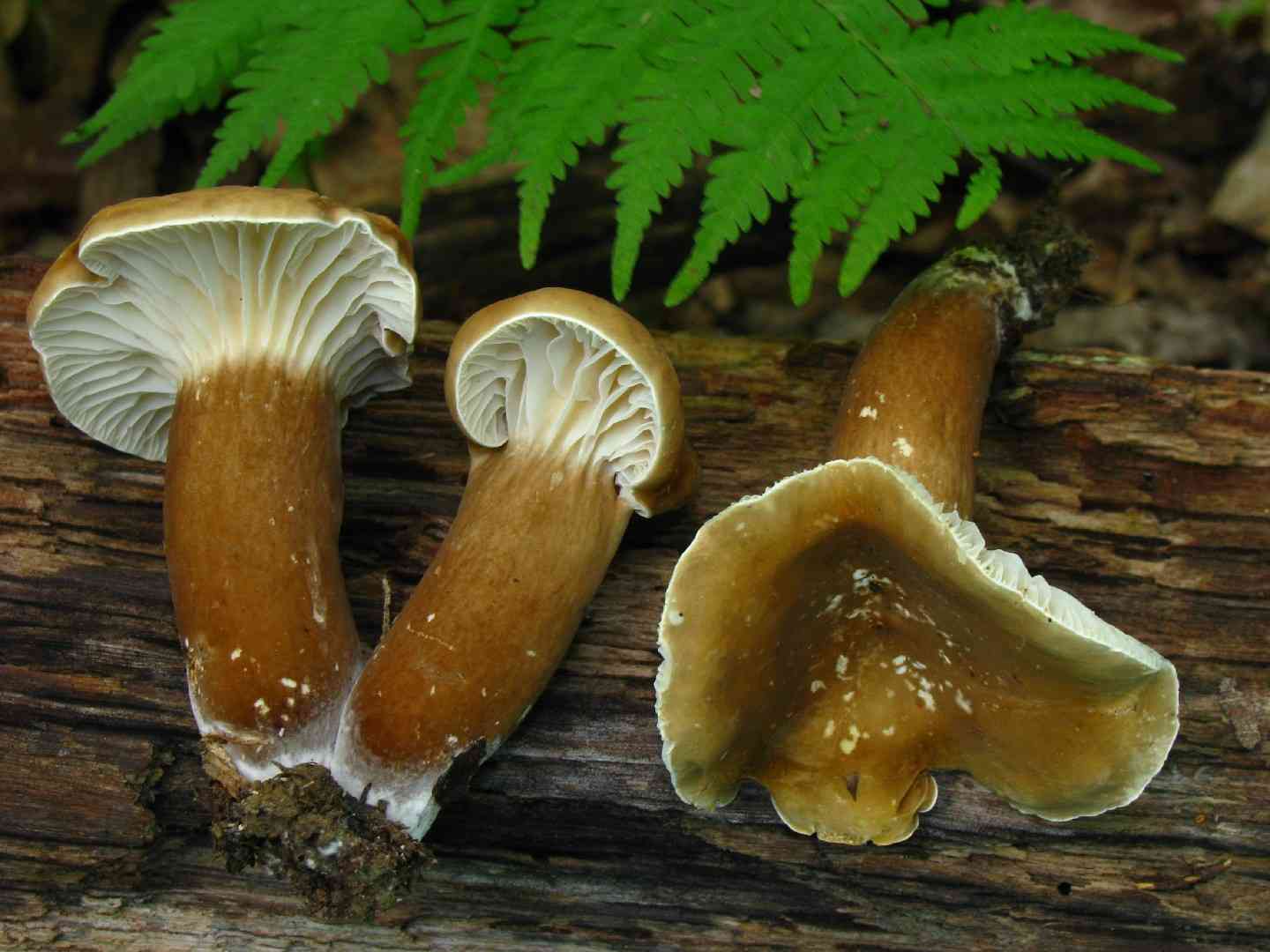 Gerard's milky (Lactarius gerardii) thumbnail 2