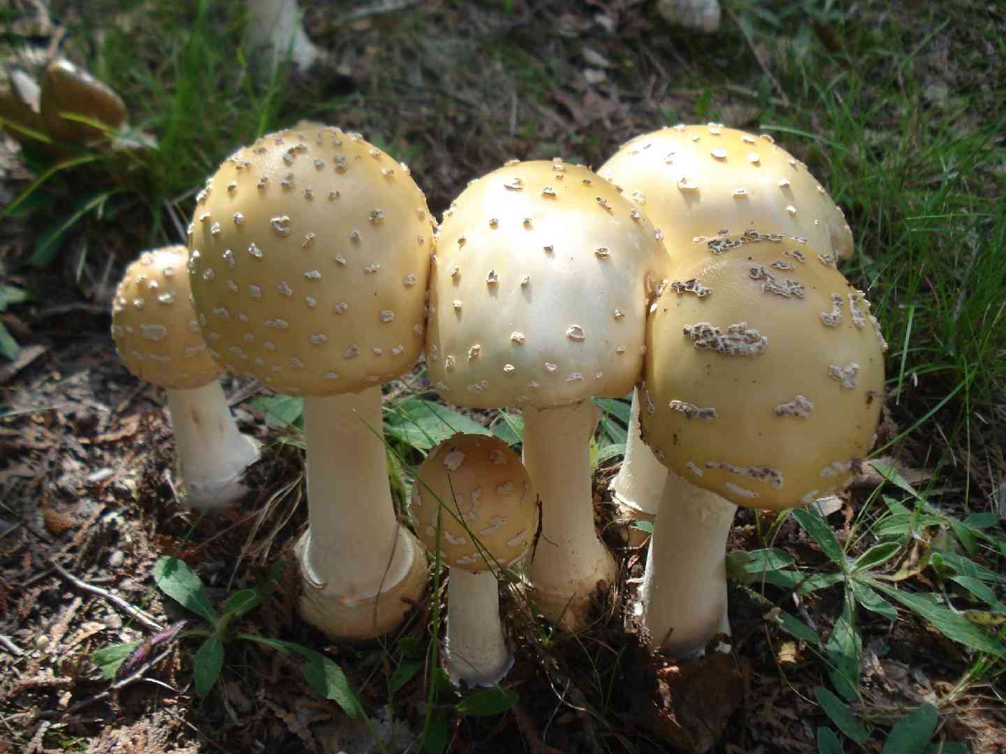 Veiled-bulb amanita (Amanita velatipes) thumbnail 1