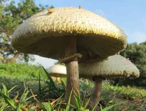 False parasol (Chlorophyllum molybdites) thumbnail 3