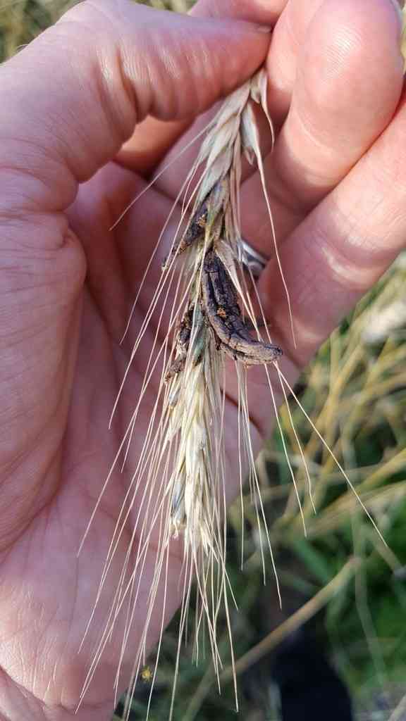 Ergot (Claviceps purpurea) thumbnail 1