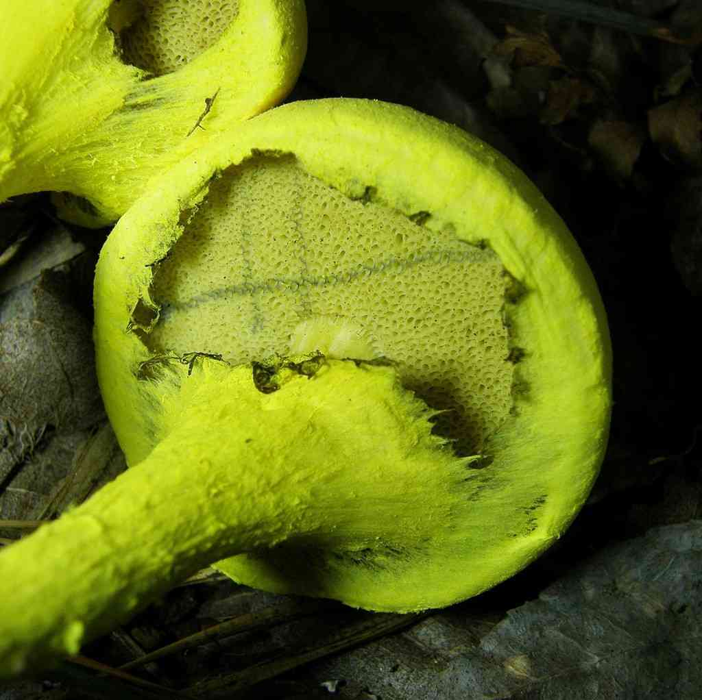 Ravenel's bolete (Pulveroboletus ravenelii) thumbnail 2